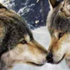 Meet your Posher, Leo